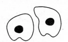 Figure for question 38