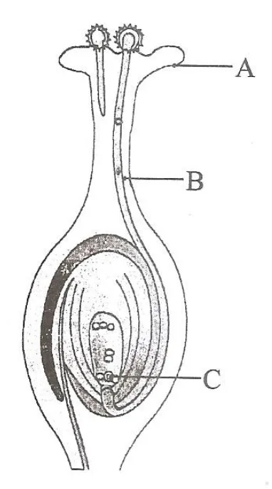 Figure for question 22