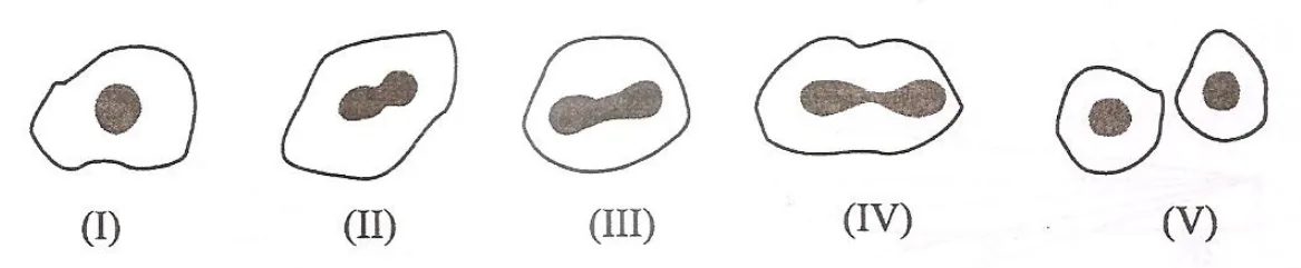 Figure for question 38