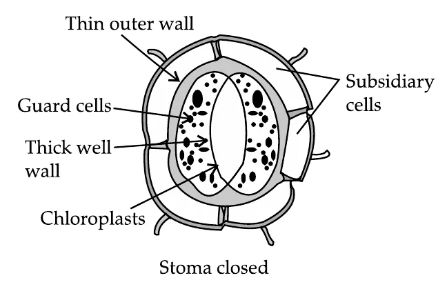Figure for question 36