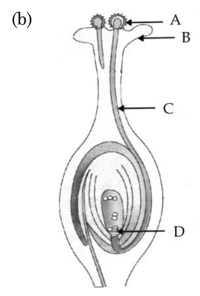 Figure for question 11