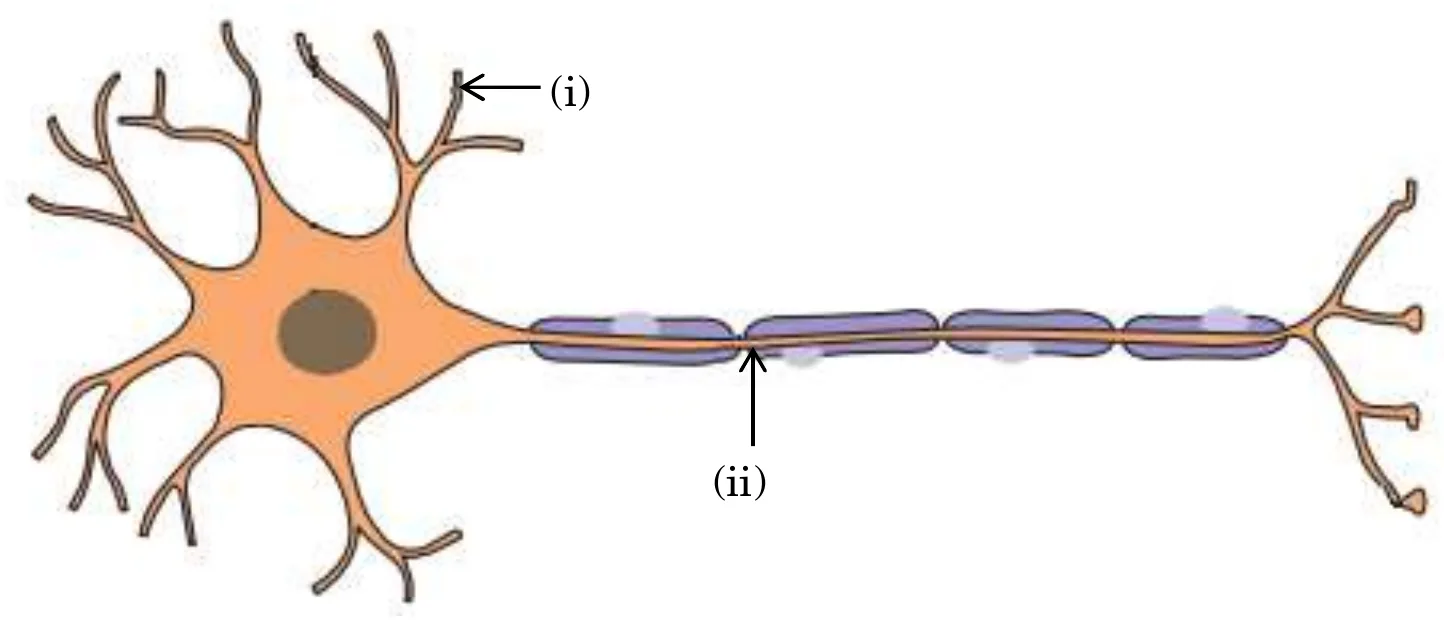 Figure for question 22