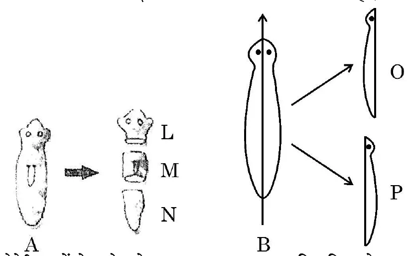 Figure for question 38