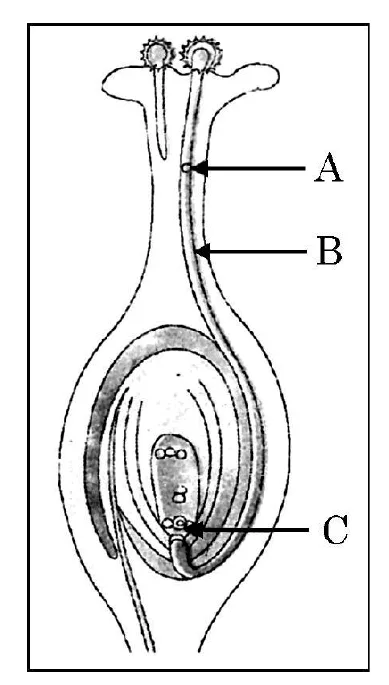 Figure for question 35
