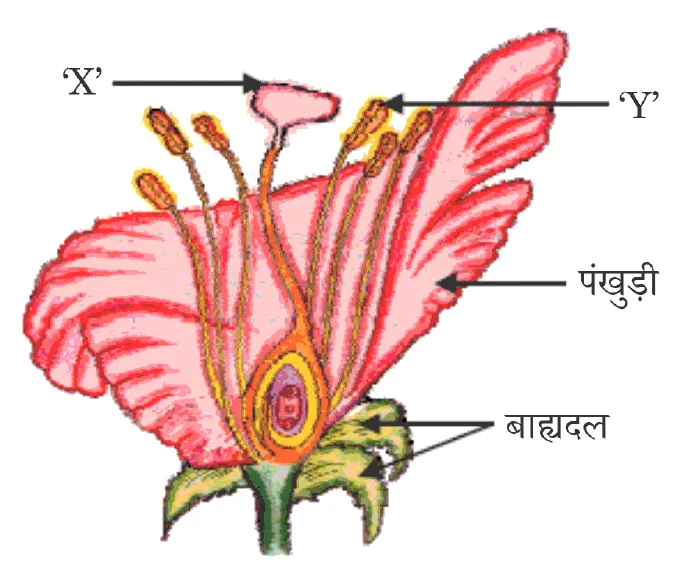 Figure for question 35