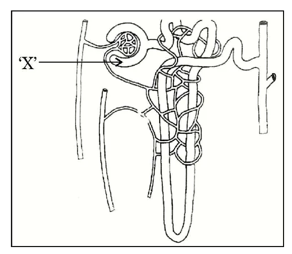 Figure for question 23