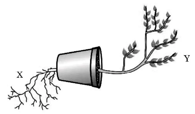 Figure for question 38