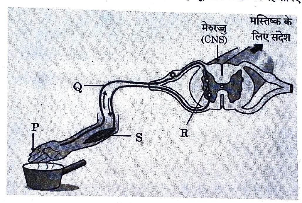 Figure for question 10