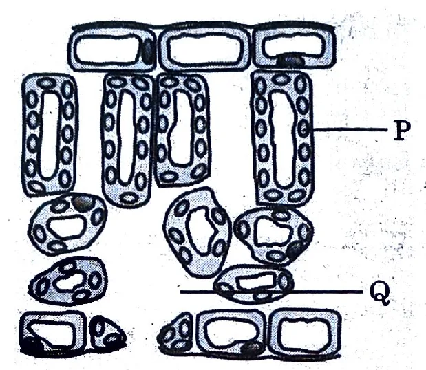 Figure for question 12