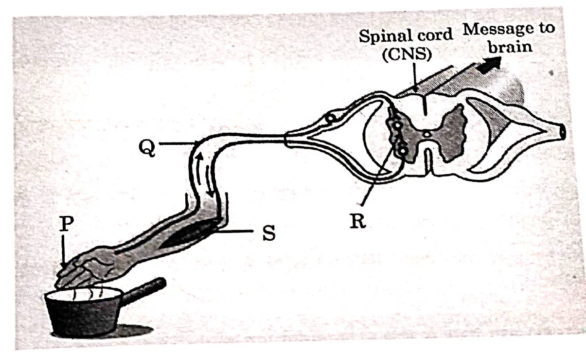 Figure for question 12