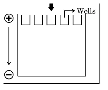 Agarose gel electrophoresis setup with wells