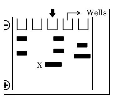 Modified gel electrophoresis showing DNA bands with a band at X