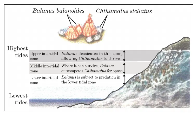 Distribution of Balanus and Chthamalus barnacles across intertidal zones