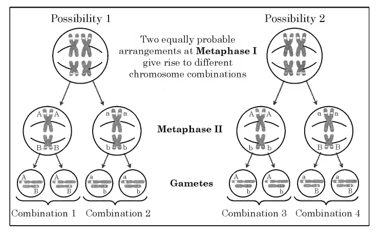 Two ways of pairing of homologous chromosomes illustrating independent assortment